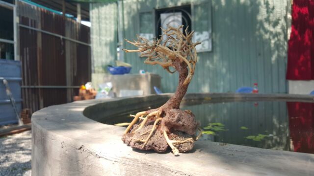 Lũa Bonsai cấy rêu ôm đá. drc