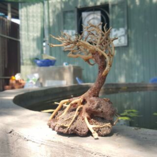 Lũa Bonsai cấy rêu ôm đá.( 13,7,15 cm) drc