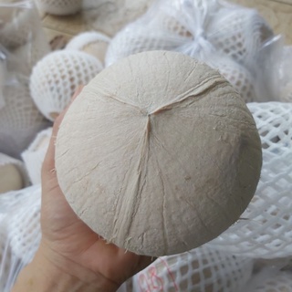 Dừa xiêm big size, set 12 trái( giao liền 1h)