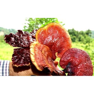 500G Nấm Lim Xanh Quảng Nam