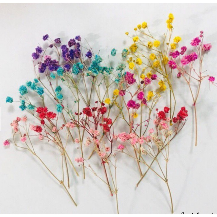 Đầu hoa baby sấy khô dùng trang trí thiệp, ly nước, bánh kem, resin, nến, xà phòng, handmade