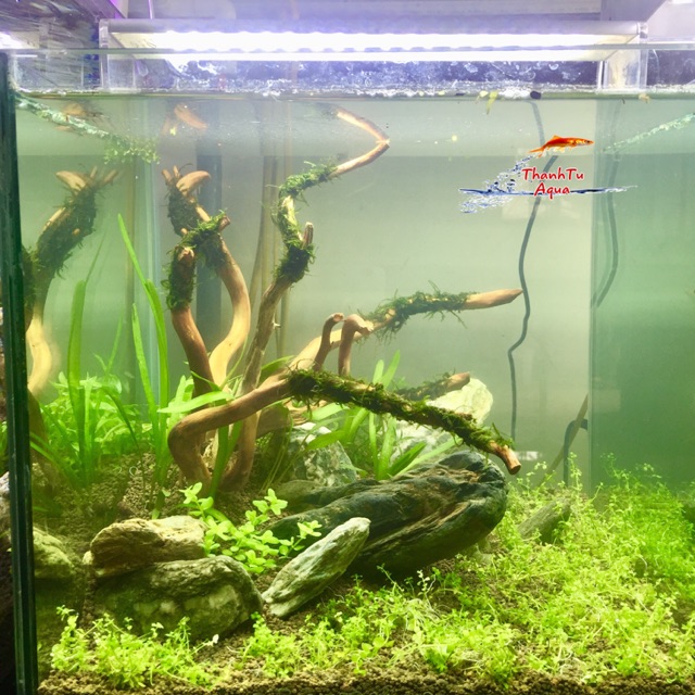 Bể cá cubic để bàn