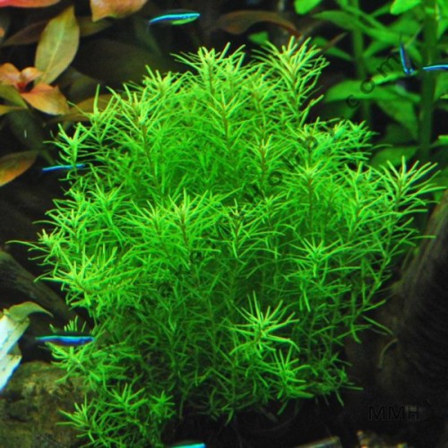 Vẩy ốc Xanh Lá Kim