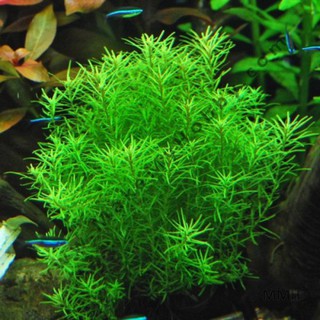 Vẩy ốc Xanh Lá Kim