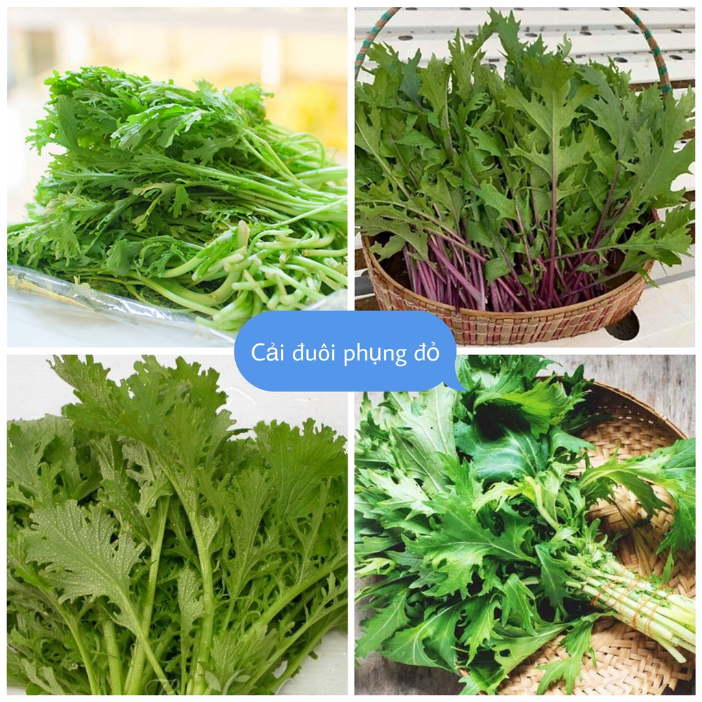 Hạt Giống Rau Cải Đuôi Phụng Siêu Sạch loại dễ trồng dễ chăm sóc kháng sâu bệnh