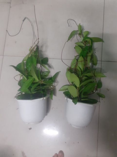 Lan cẩm cù màu đỏ tím như hình