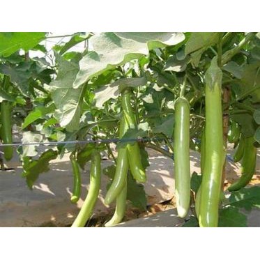 300H - Hạt Giống Cà Xanh Mỡ Dài Nhập khẩu nguyên bao bì Thái Lan