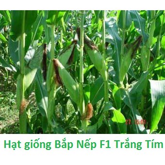 Hạt Giống Bắp Nếp Trắng/Tím F1 - gói 20gr