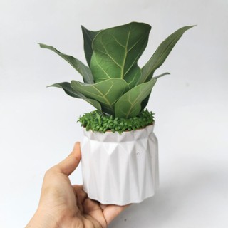 Cây Bàng Sing Mini Để Bàn Y Hình, Trang Trí Nội Thất