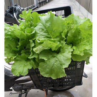 HẠT GIỐNG CẢI BẸ DÚN (CẢI DÚNG)THÁI LAN