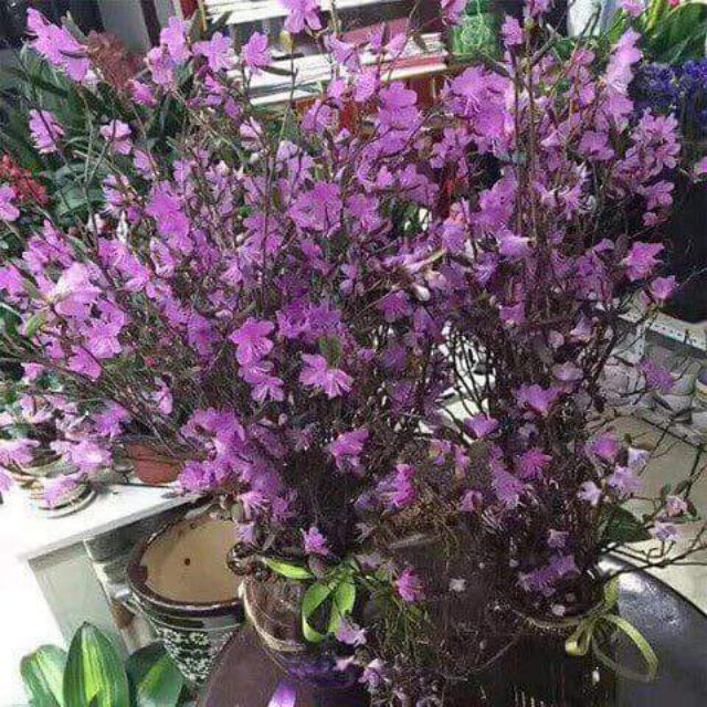 [Sỉ Giá Gốc] Hoa đỗ quyên khô trang trí nhà cửa giá siêu rẻ