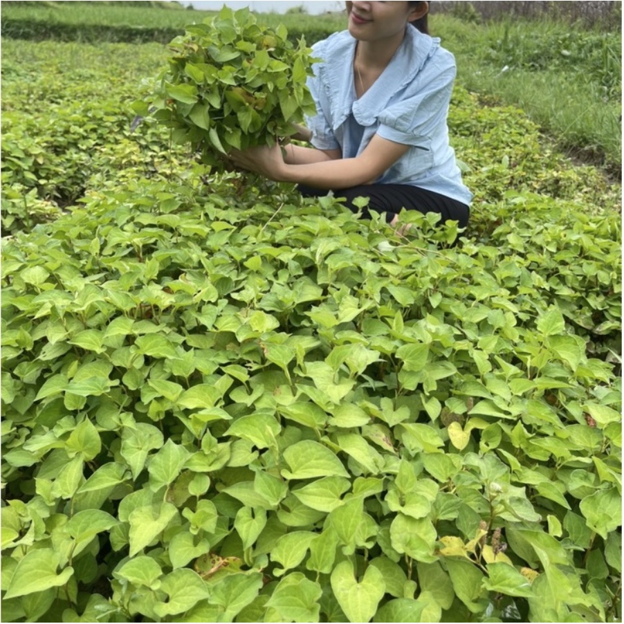 ✅  Mặt Nạ Dưỡng Da Diếp Cá - Mướp đắng AnhAnh- Mặt Nạ Diếp Cá Giảm Mụn, Thải Độc, Giảm Sưng 50gr