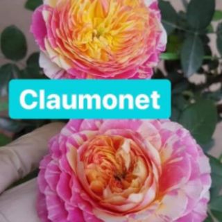 Hồng dễ trần 15 cây
