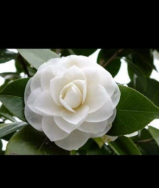 cây hoa trà mi màu trắng 3 cây