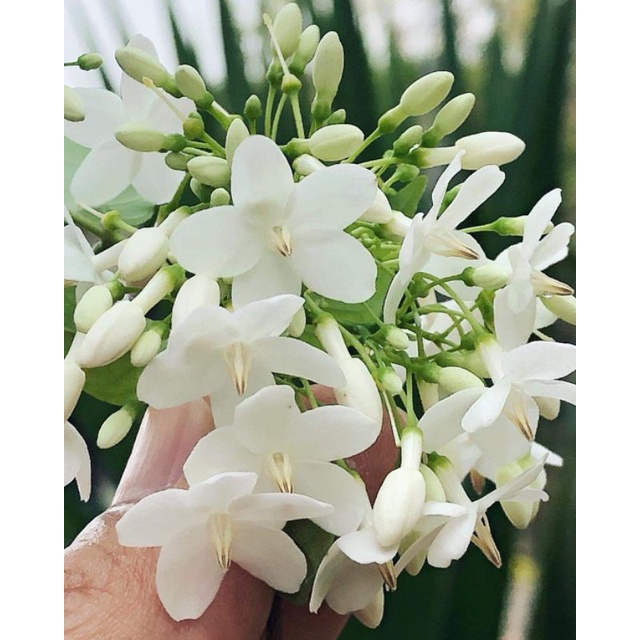 Nhánh chiết mai chiếu thủy trung nu lá trung