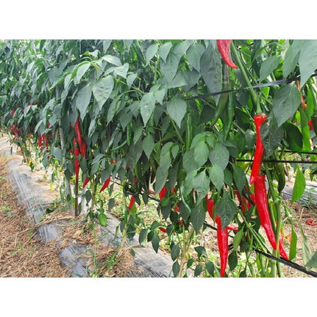 [Hạt giống Hàn Quốc] Hạt giống ớt Hàn Quốc (rất cay) - tỷ lệ nảy mầm 90% (gói 10 hạt) NHẬP KHẨU 100%