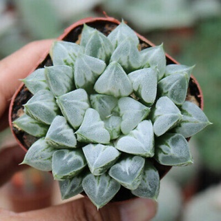 Sen đá Haworthia- Kim cương xanh xước cánh nhọn.