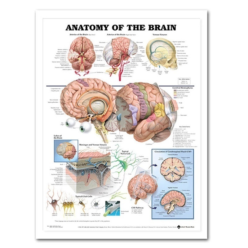 Tranh treo tường vẽ sơ đồ giải phẫu não người phong cách cổ điển nghệ thuật trang trí trong nhà và dạy y học
