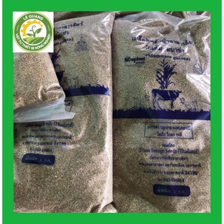 Cỏ Sả Lá Lớn - Cỏ Ghinemombasa 1kg