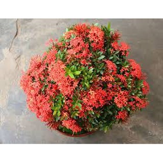 Cây Trang siêu bông