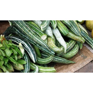 Hạt giống Lặc Lày (Mướp Mèo)