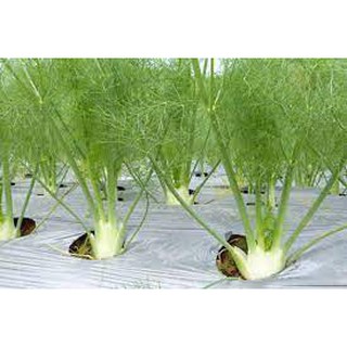 Hạt giống Thì là tây (Củ hồi ) 5 gram