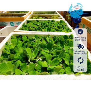 Cây thuỷ sinh bèo cái