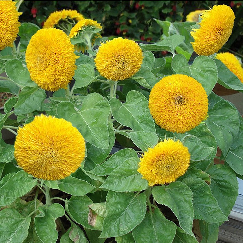 50H - #Hạt_Giống_Hướng_Dương_Kép ( tặng kèm kích mầm và phân bón )