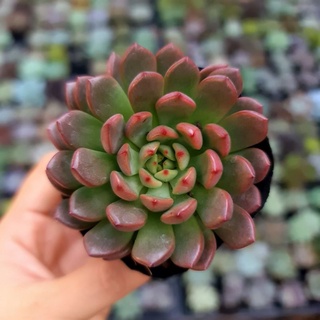 SEN ĐÁ RUBY ĐỎ MÀU SIÊU ĐẸP