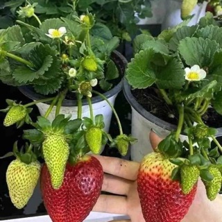 Dâu Tây chịu nhiệt