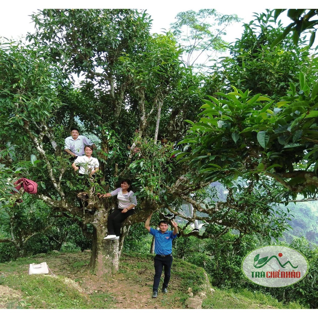 Hồng trà shan tuyết cổ thụ Hà Giang. Trà Chiến Hảo