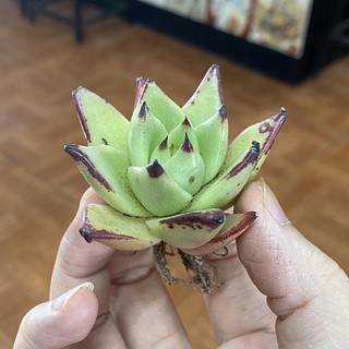 Sen đá đế vương gieo hạt. size bầu.