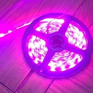 Cuộn dán 5m 5054 60 led màu hồng k phủ keo
