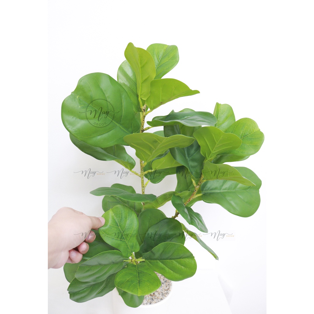 Cây giả, Set chậu bàng Singapore giả cao 1m, 75cm,65cm