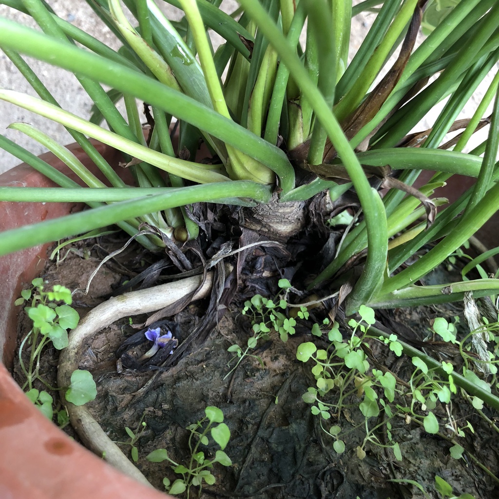 Trầu bà lá xẻ - trầu bà chân vịt cao 30cm tươi tốt quanh năm trang trí nội thất văn phòng