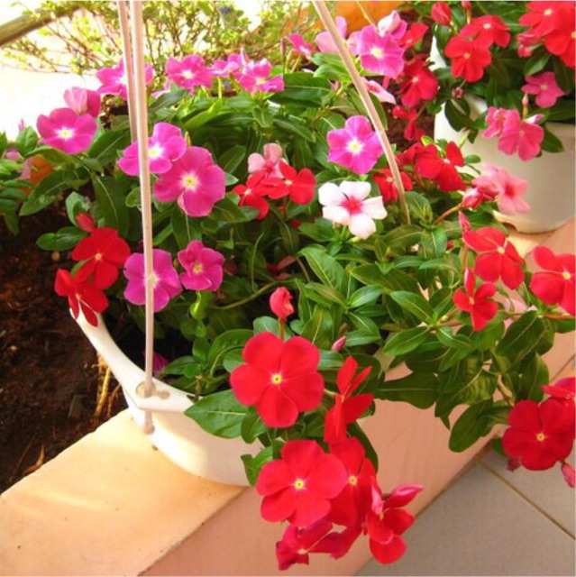 Hạt giống hoa Dừa cạn hay hải đằng, dương giác, bông dừa, trường xuân hoa, hoa tứ quý