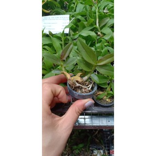 [Rẻ Vô Địch] Phi Điệp Nù 68 ( Cây con giống gieo hạt)