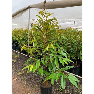 Cây giống sầu riêng ruột đỏ⚡freeship⚡