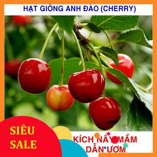 10 Hạt giống Anh đào (Cherry) (tặng gói Kích nẩy mầm và Hướng dẫn)