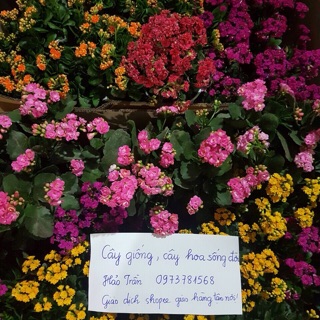 Bỏng thái kép