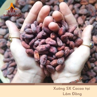 Hạt cacao thô lên men 1Kg- Cocoa beans(Bản Cacao)