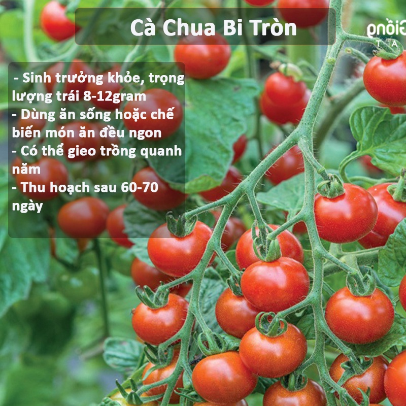 Hạt Giống Cà Chua Bi  Siêu Trái, Chịu Nhiệt Trồng Quanh Năm