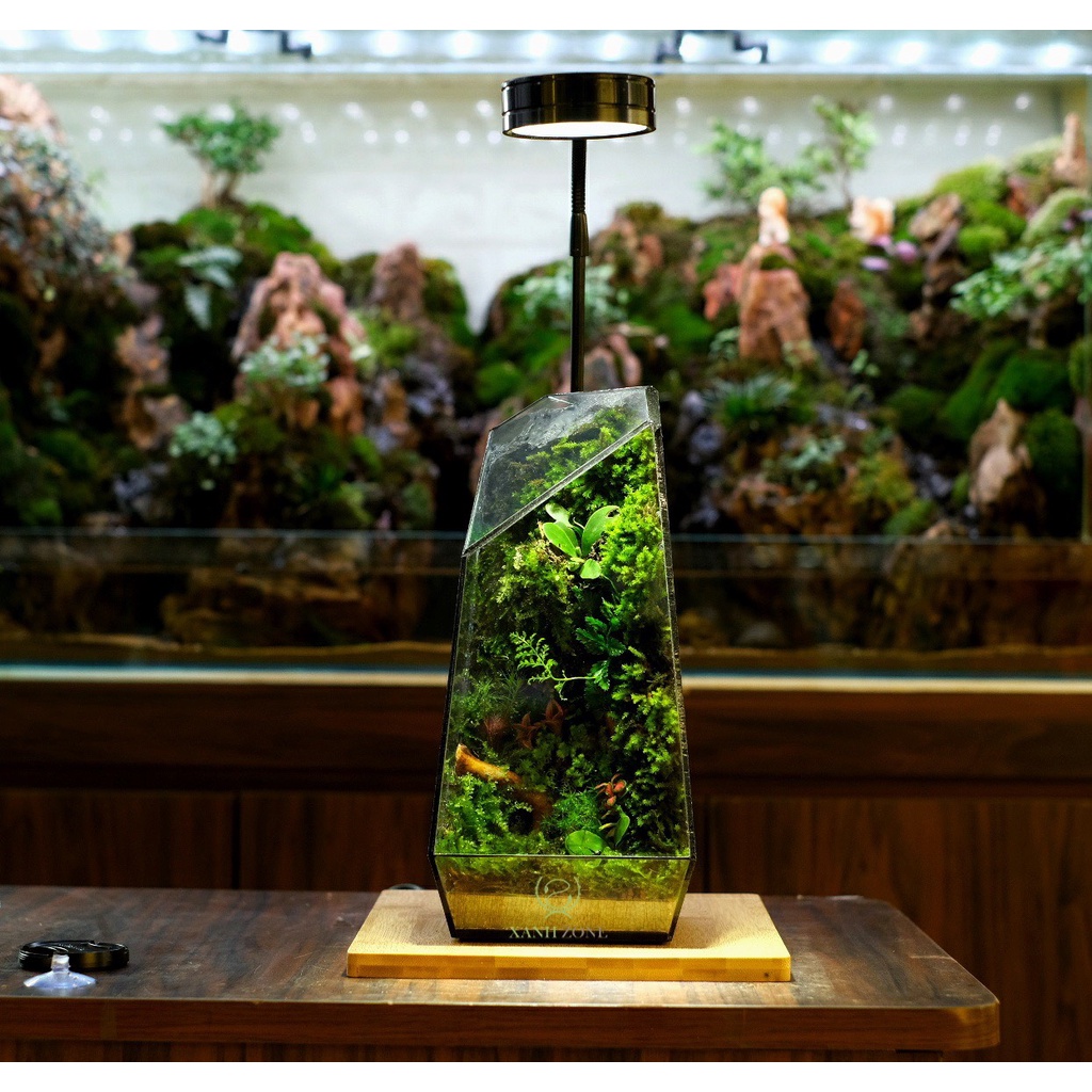 Đất kết dính, đất làm tường rêu, đất kết dính tạo tường rêu, làm tường rêu terrarium, bán cạn