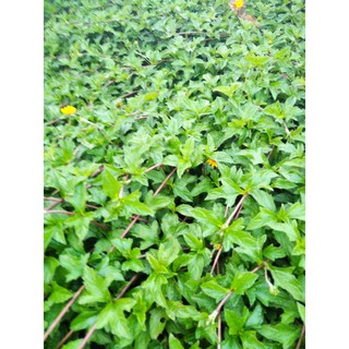 Cây sài đất ( 1kg tươi, chỉ giao Miền Nam )