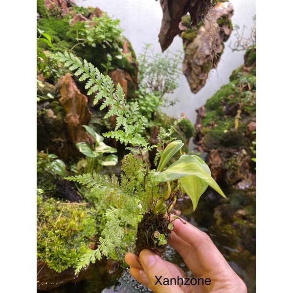 Dương xỉ, nước ưa ẩm, thả ngập rễ hồ bá cạn, hồ cá, set up bình terrarium