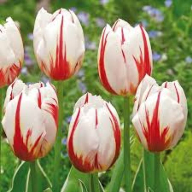 Củ hoa tulip trắng pha đỏ nhập khẩu hà lan
