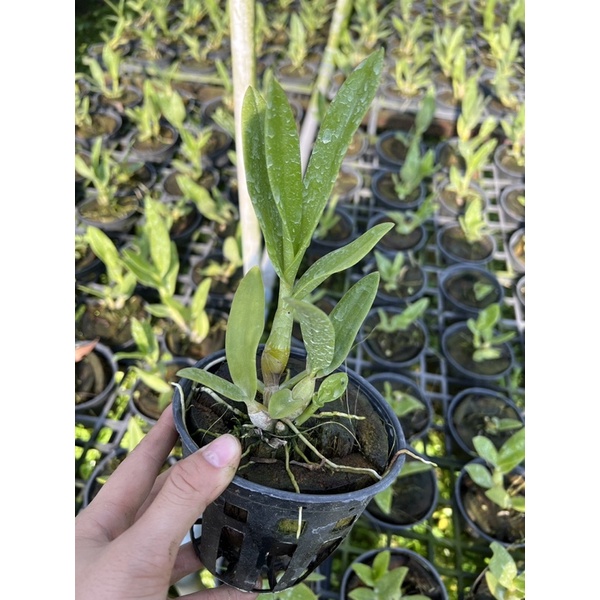 Lan Denro nắng bà liễu xưa