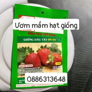 Hạt giống dâu tây  20 hạt