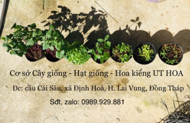 Hạt giống cà chua cao cấp dành cho gia đình