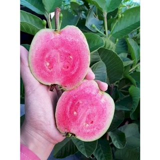 Cây ổi ruby ruột đỏ f1 giống lùn - giống cây nhập khẩu